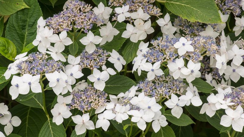 Choose The Right Hydrangea Variety For South Carolina's Climate