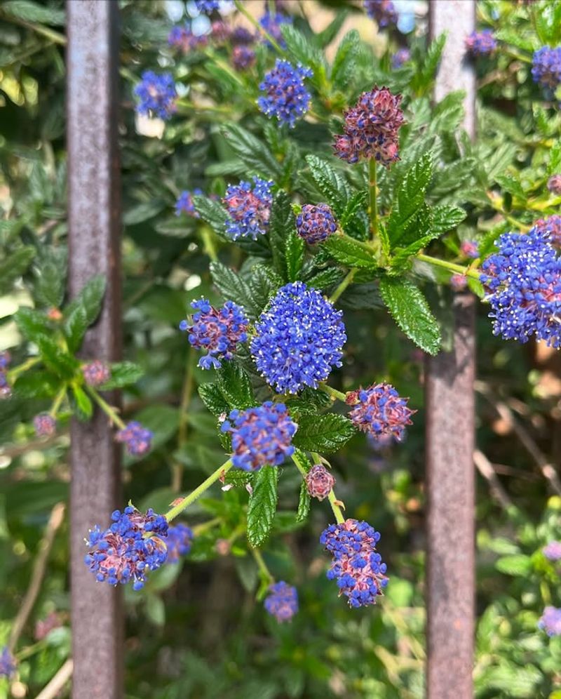 Choose California Native Flowers
