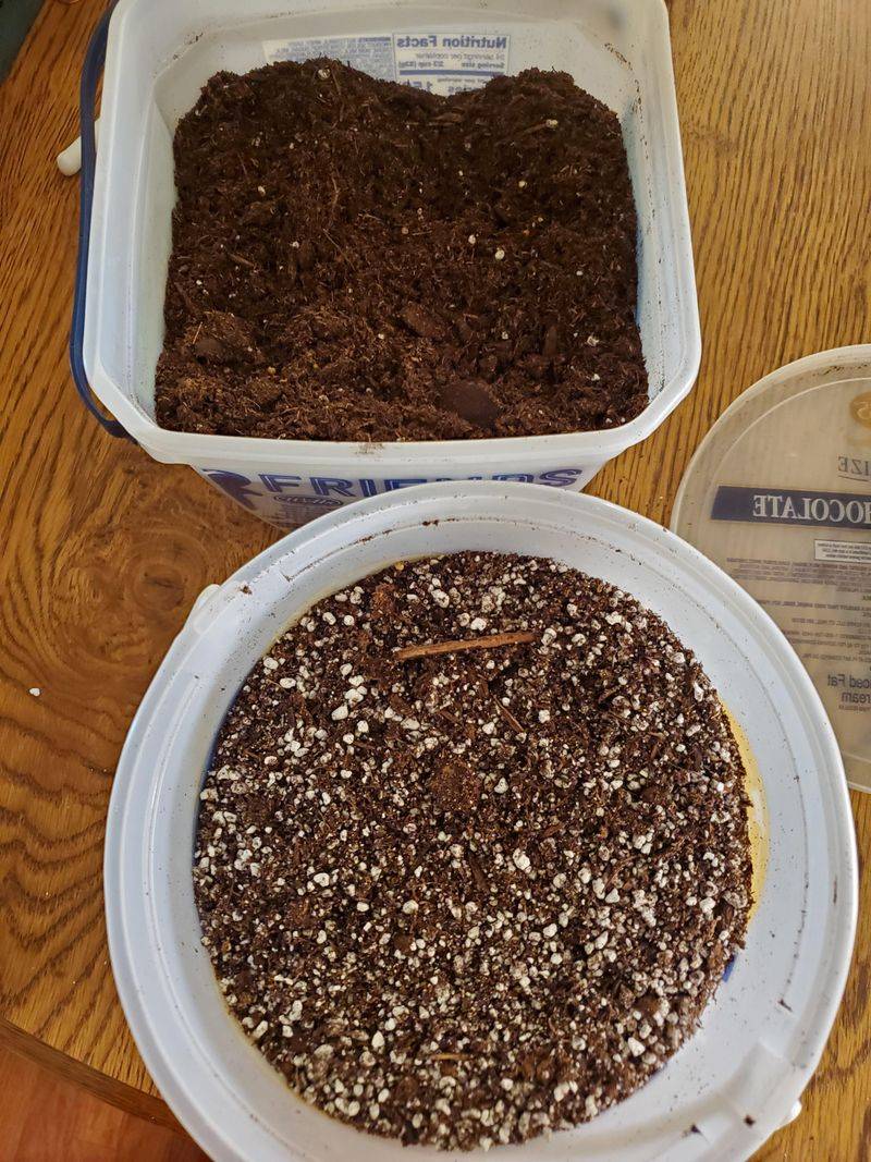 Use A Cactus And Succulent Mix In A Pot With Drainage