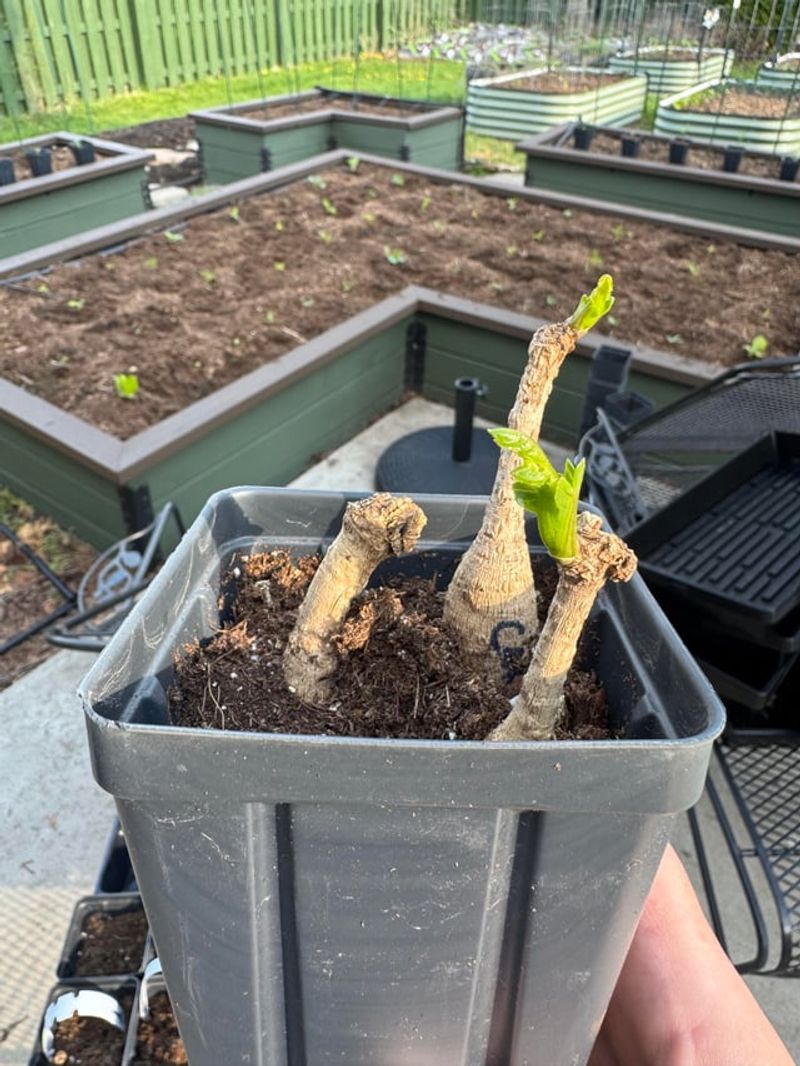 Space Tubers Properly