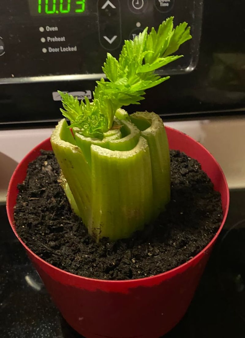 Water Consistently To Keep Stalks Crisp