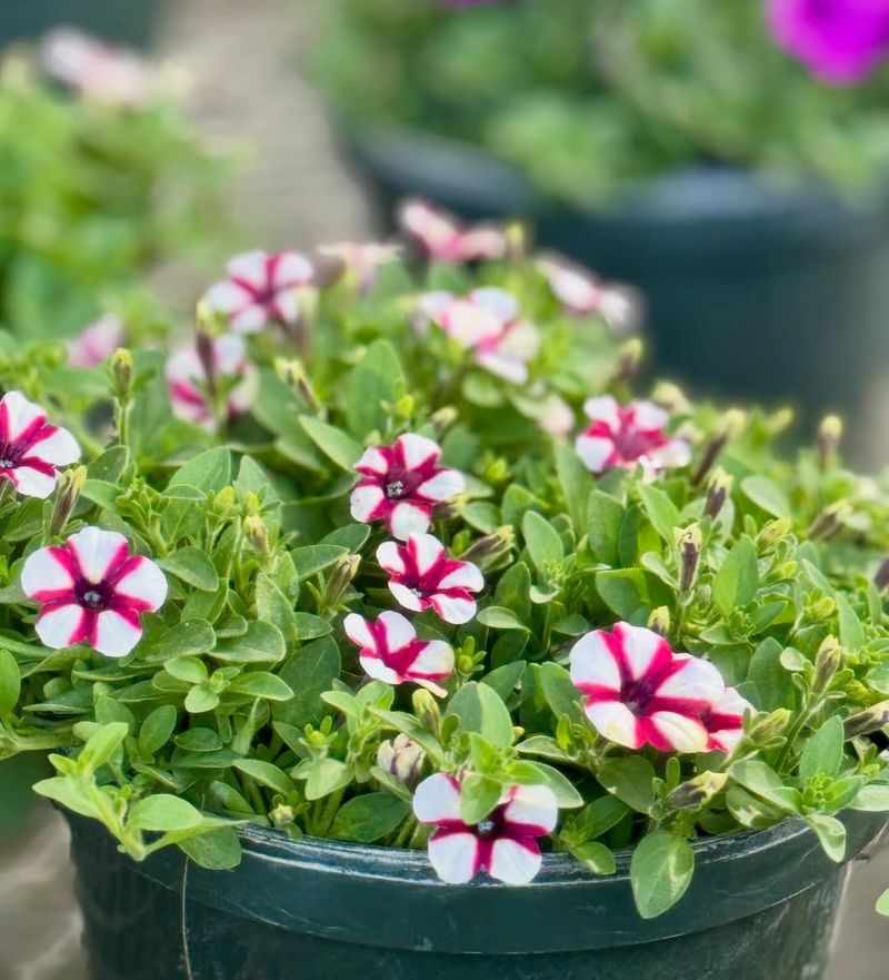 Petunia Brings Bright Color To Sunny Arizona Pots