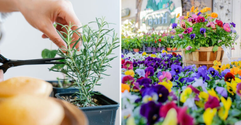Start Your Arizona Spring Early With These 9 Container Plants