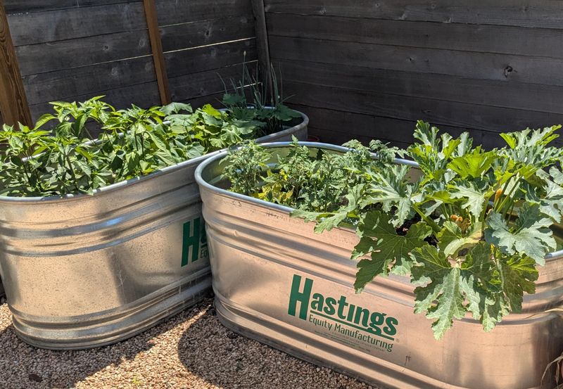 Watering Tips For Hot Summers