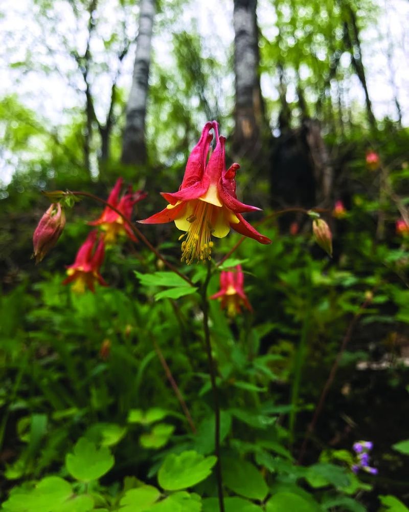 Spring Flowers Bring Early Color To Native Gardens