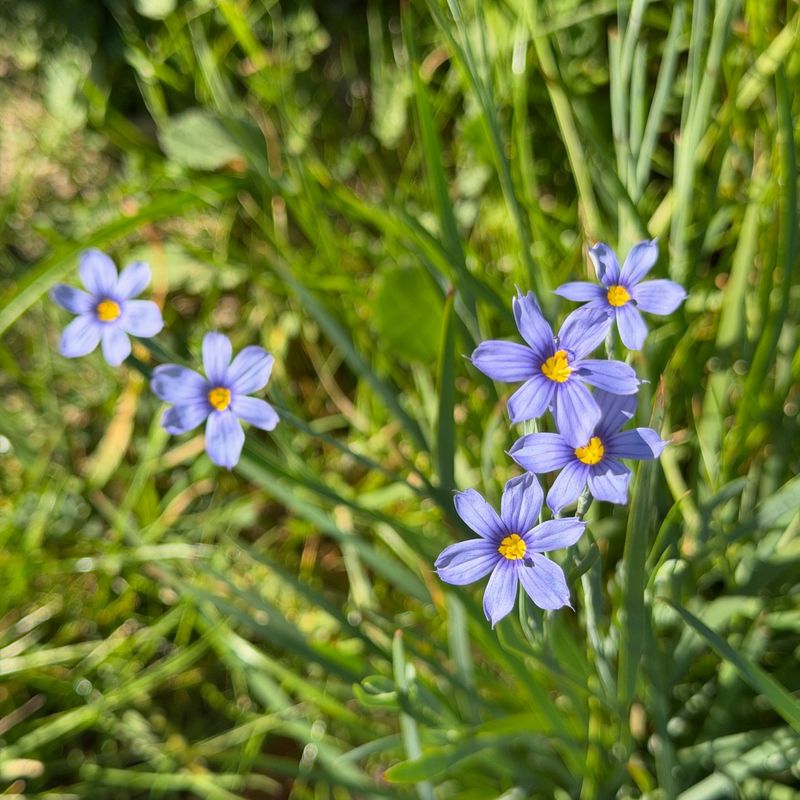 Blue-eyed Grass