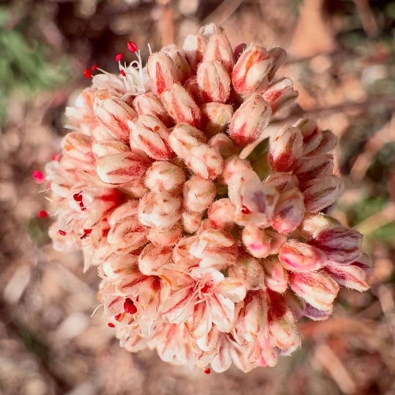 California Buckwheat
