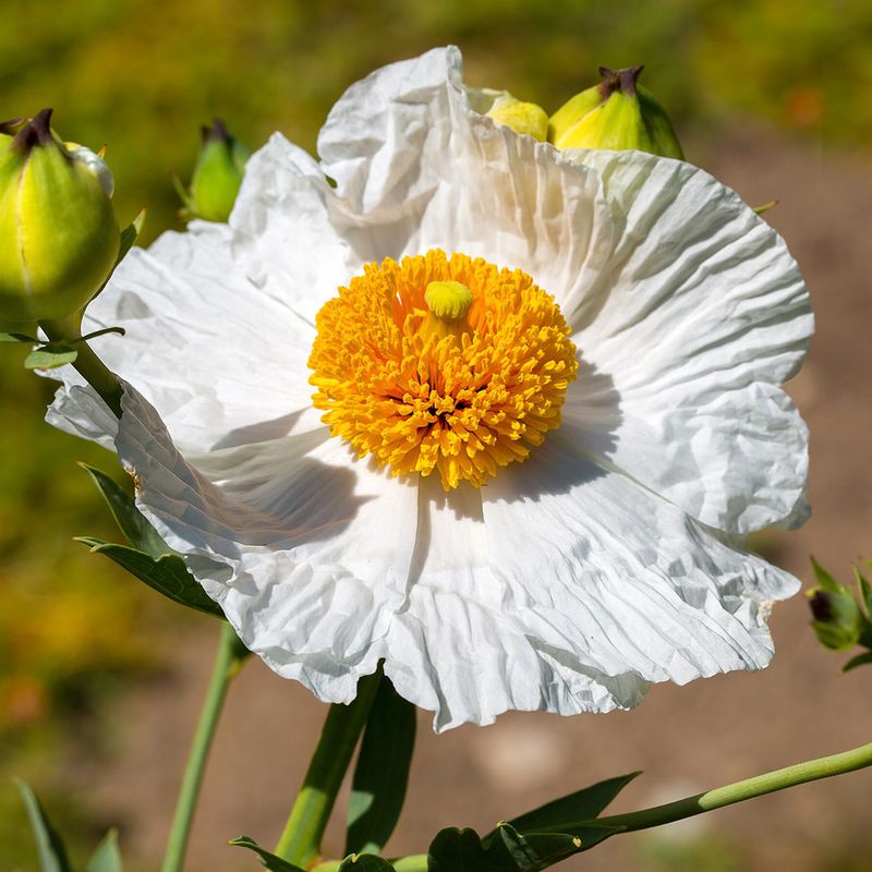 Matilija Poppy