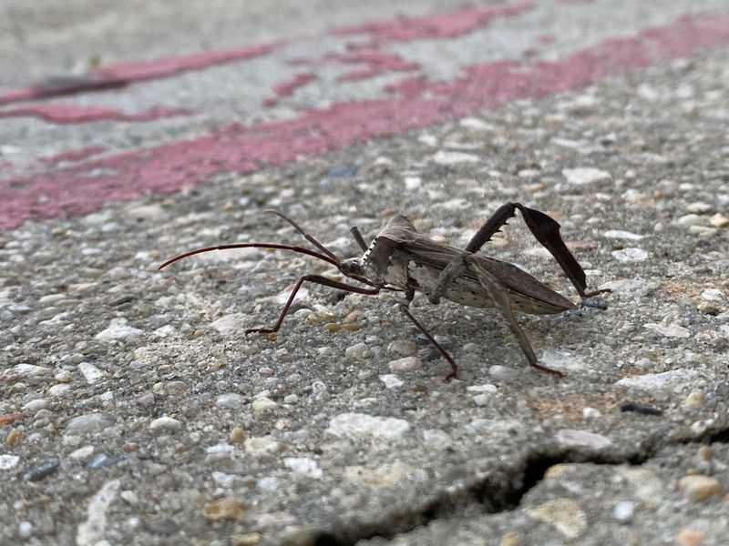 Leaf-Footed Bugs And Their Crushing Grip