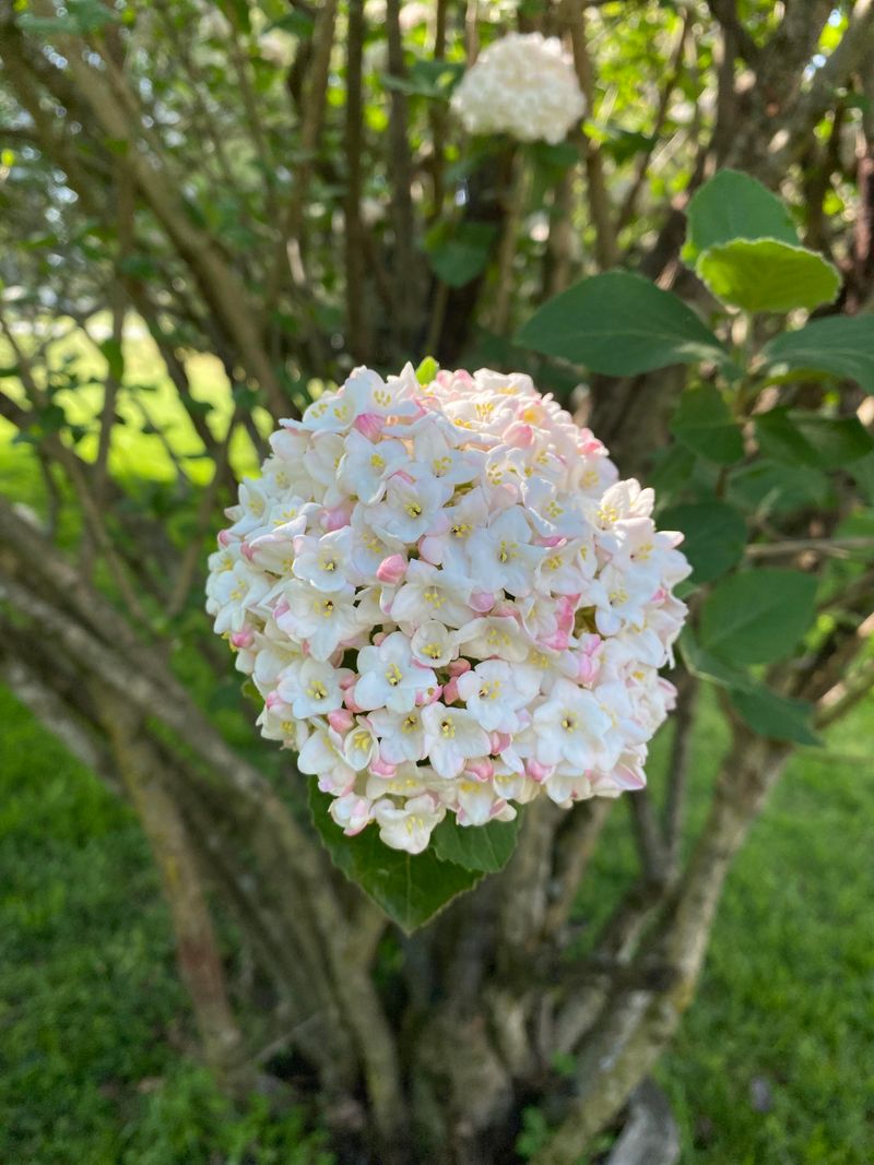 Viburnum