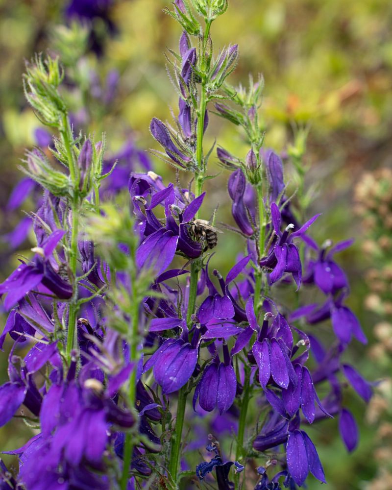Lobelia