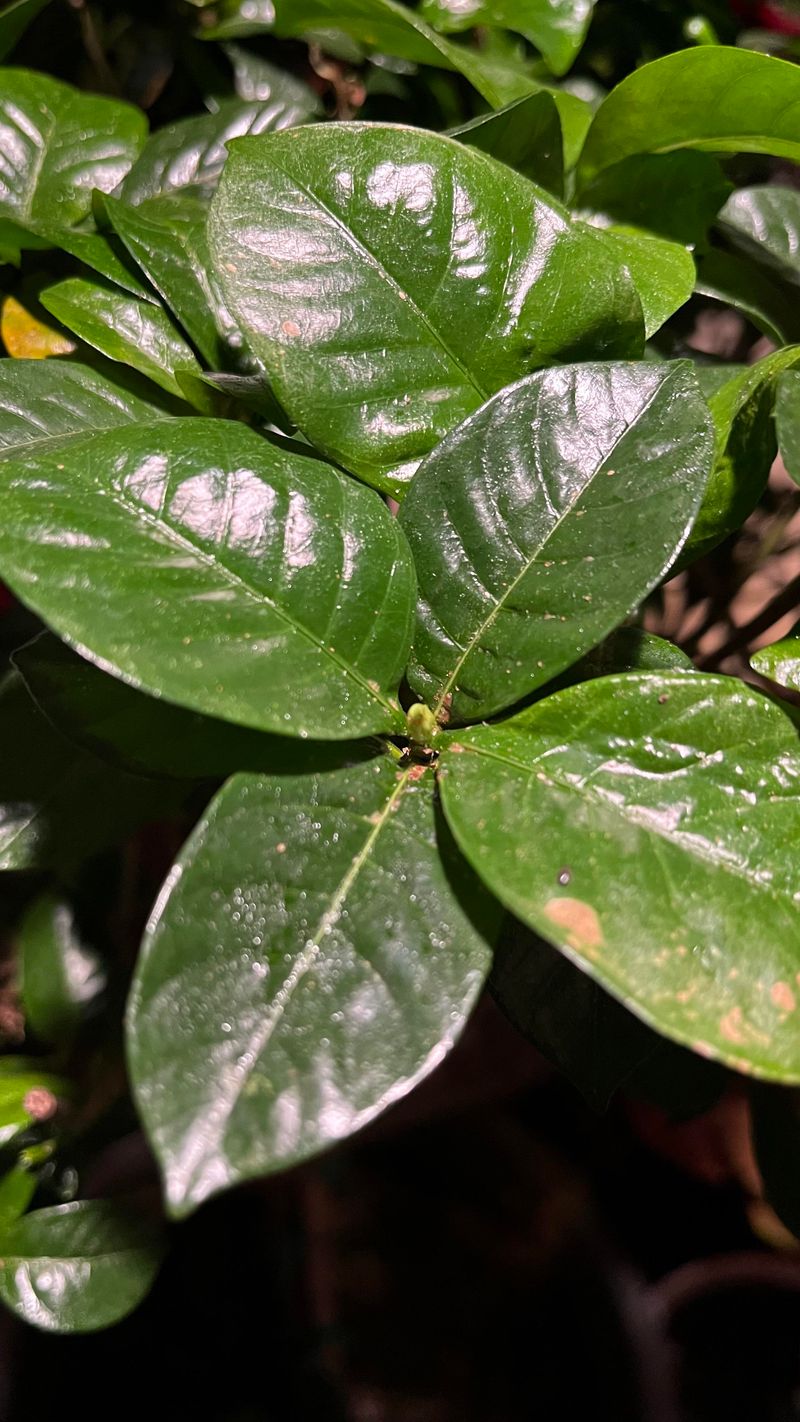 Scout For Scale Before It Spreads