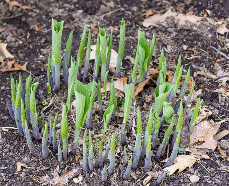 Protect Spring Bulbs And Emerging Perennials