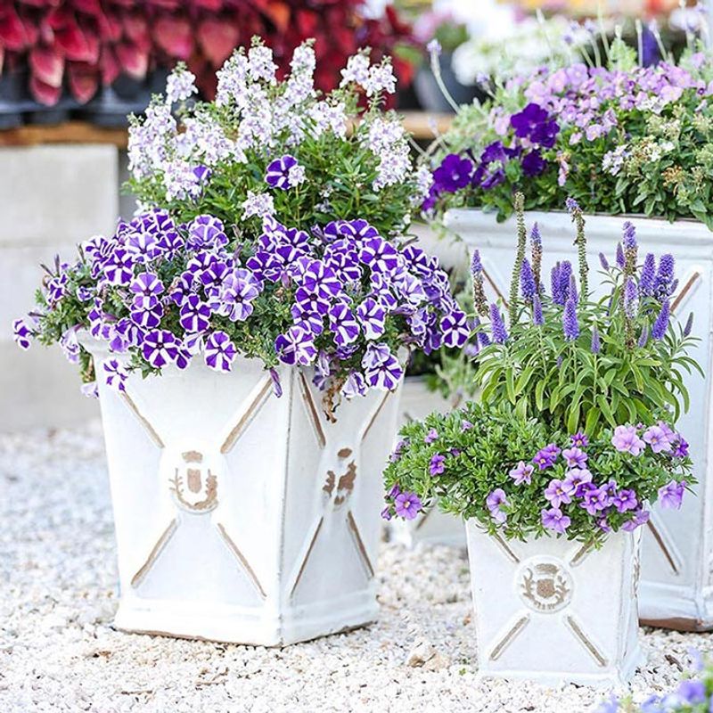 Plant For August Instead Of April