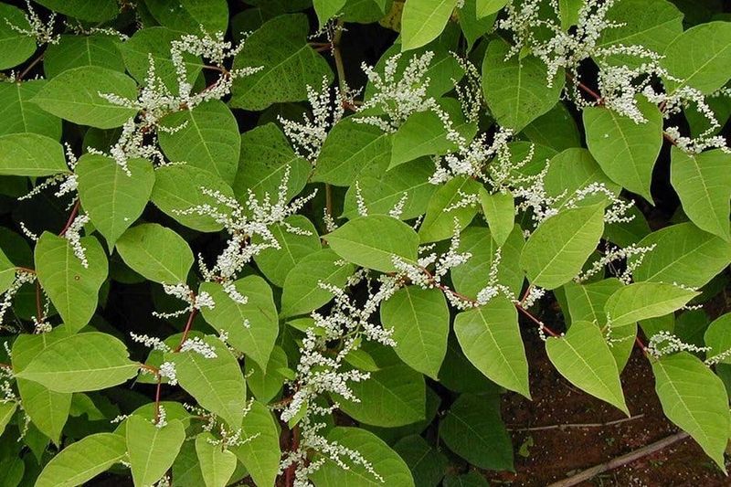 Japanese Knotweed