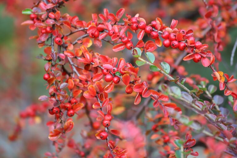 japanese barberry