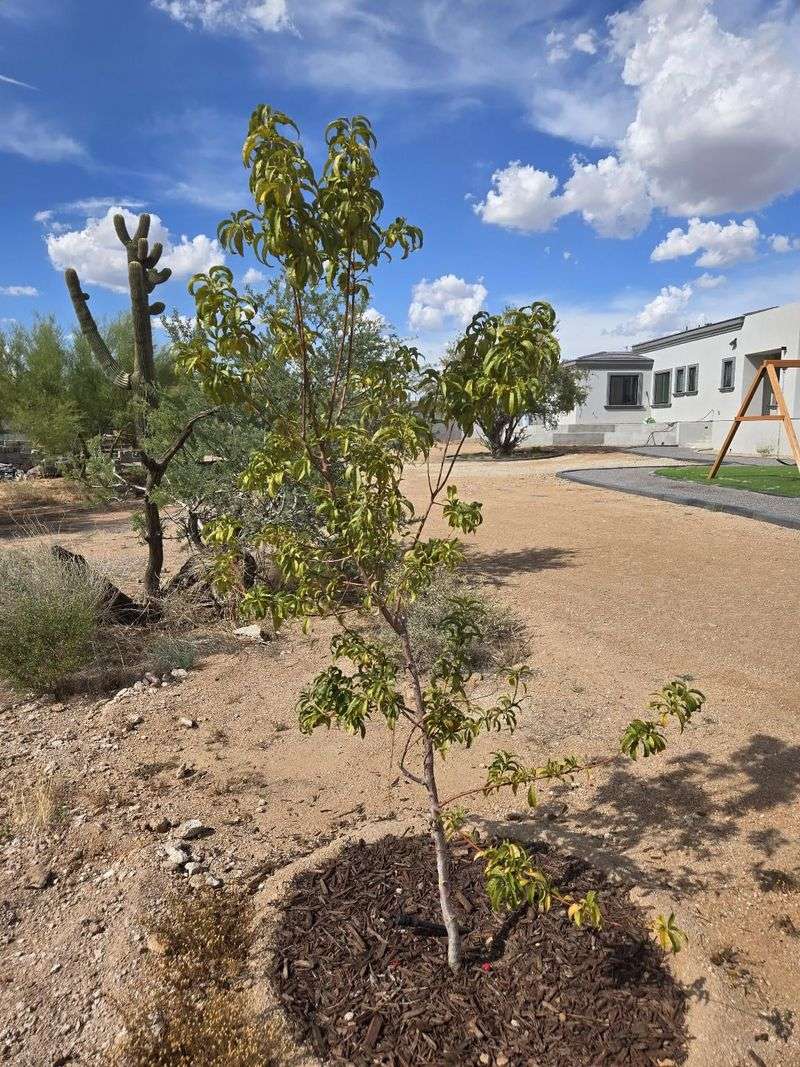 Use Florida's Seasonal Cues To Schedule Pruning Safely