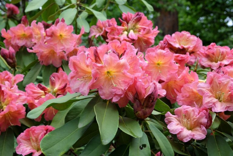Rhododendron