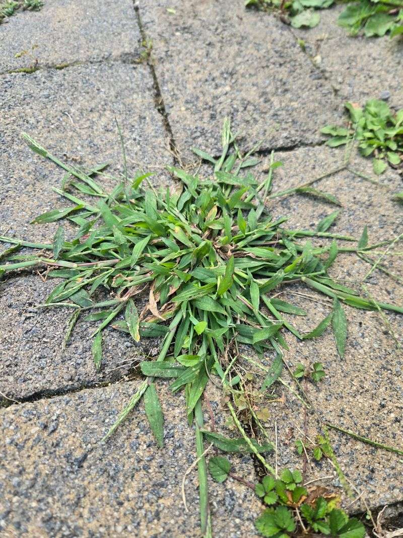 Apply A Pre-Emergent 