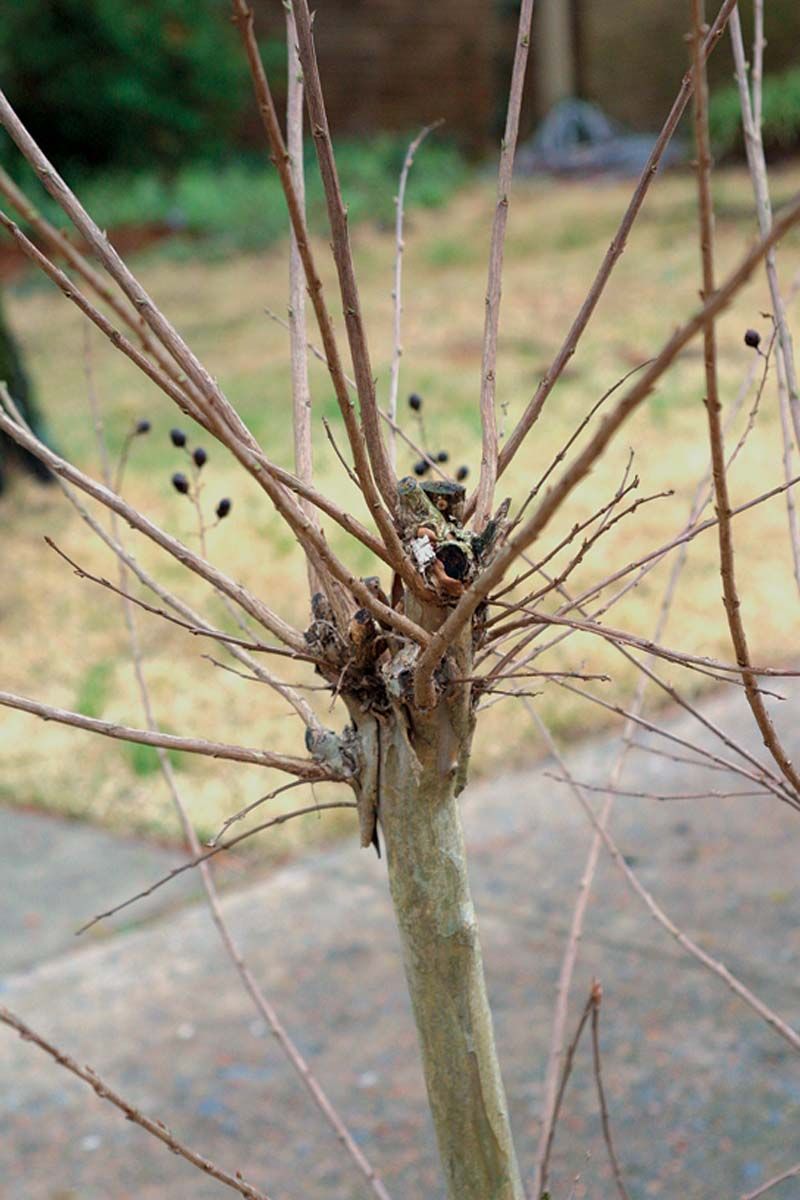 Do Not Wait Until April For Major Pruning
