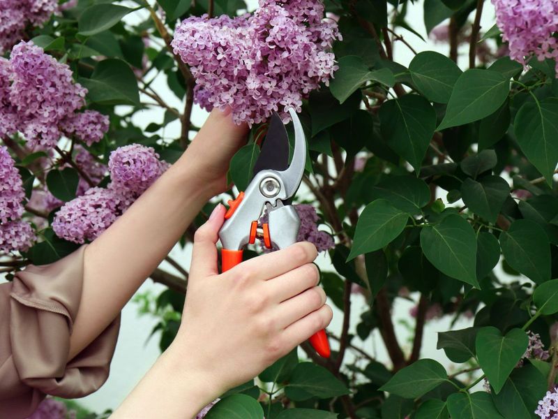 Pruning Lilacs Too Late In The Season