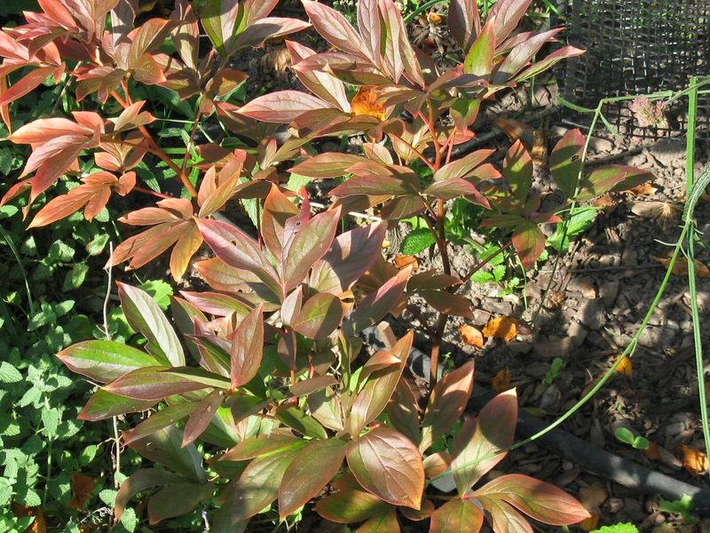 Keep Old Leaves Until New Shoots Are Ready