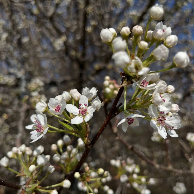 Communities Across Ohio Now Discourage Planting Bradford Pear