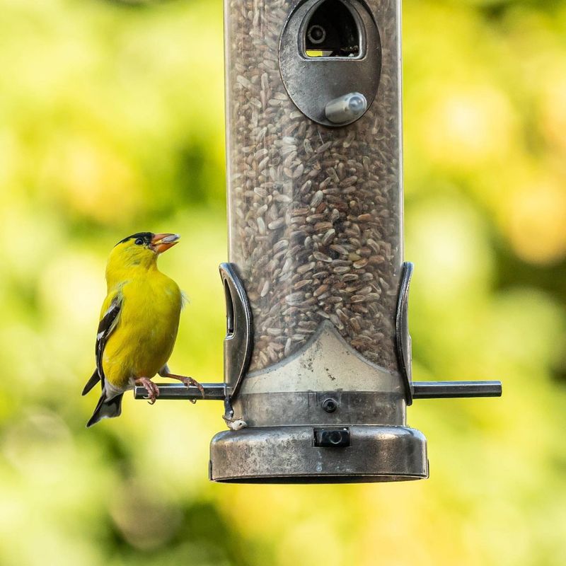 Safflower Seed Switcheroo