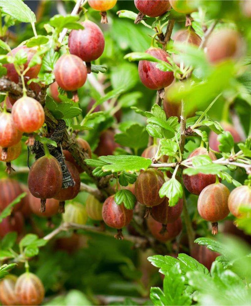 Gooseberries Thrive In Partial Shade