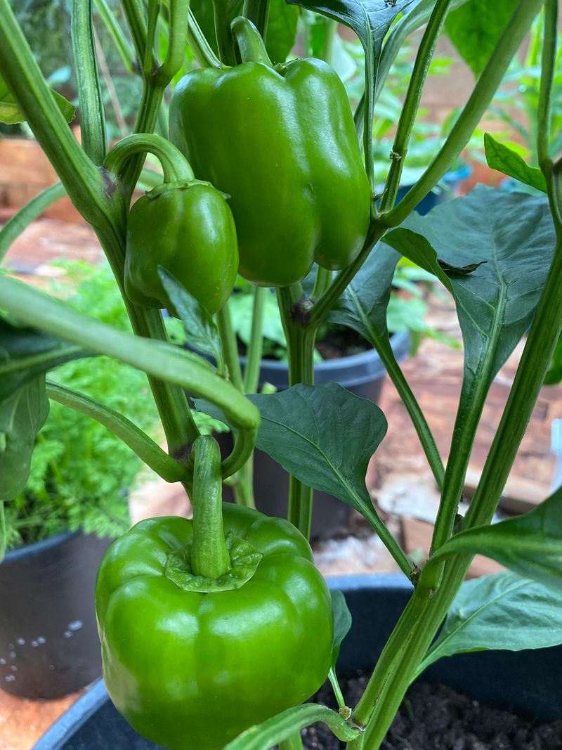 Bell Peppers Coloring Your Garden And Plate