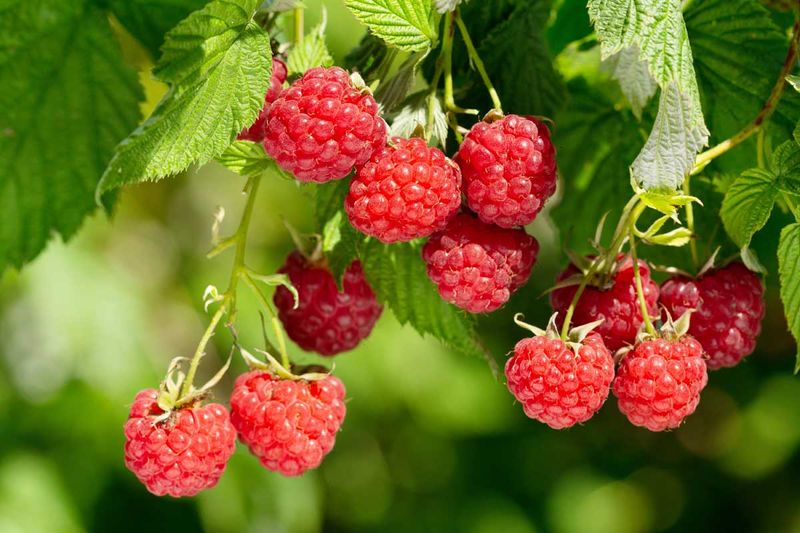 Raspberries 