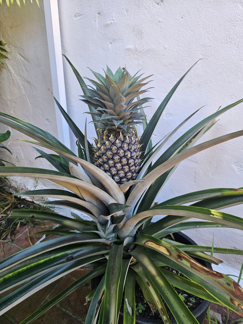 Pineapple Thrives In Pots, Adding Tropical Flair And Tasty Fruit