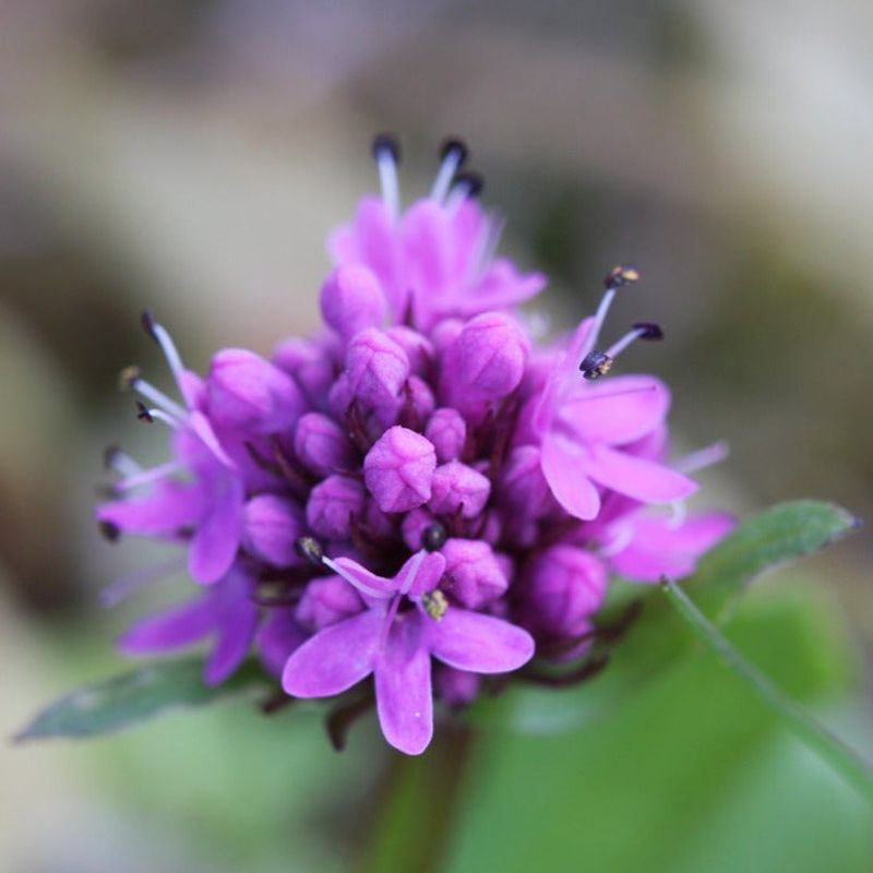 Sea Blush (Plectritis congesta)