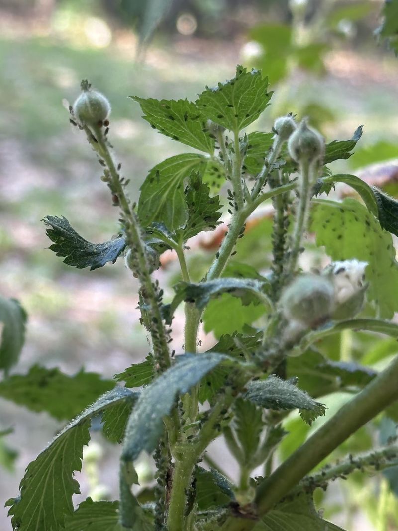 Crowded Plantings Help Aphids Spread Fast