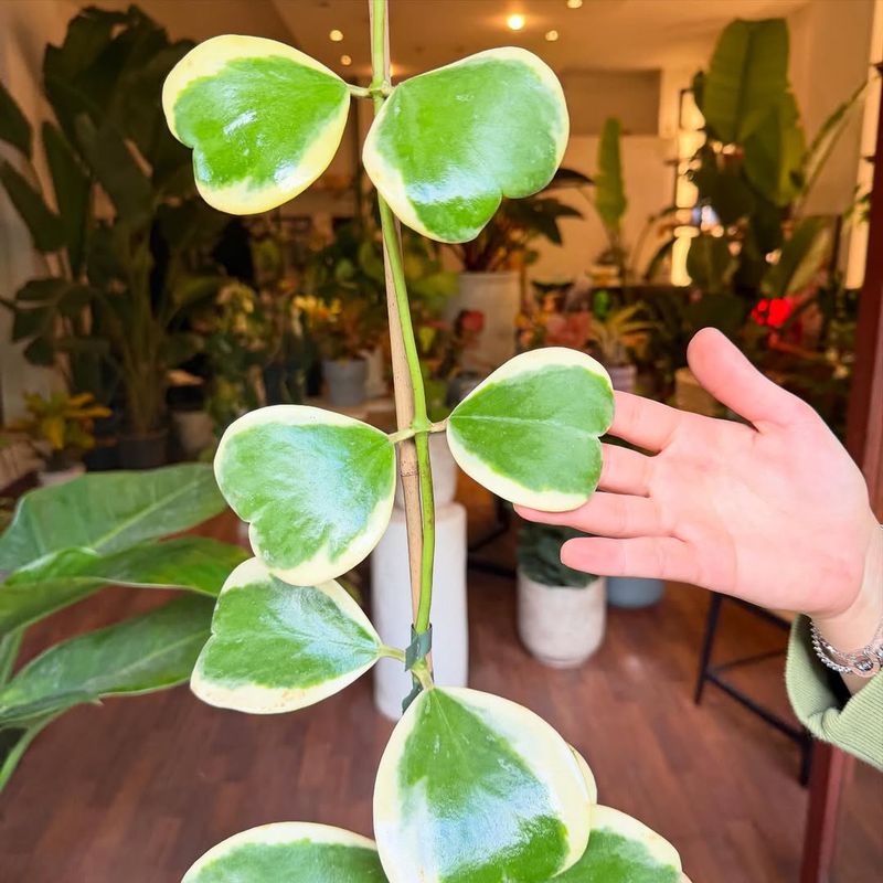 Hoya Kerrii Grows Cute Thick Valentine Leaves