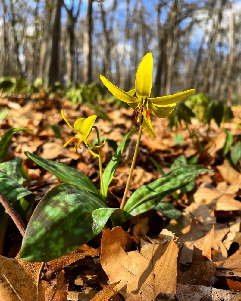 Trout Lily