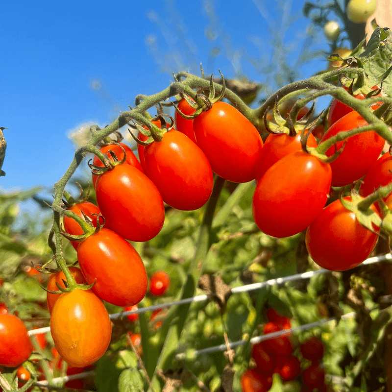 Compact Growth Habit