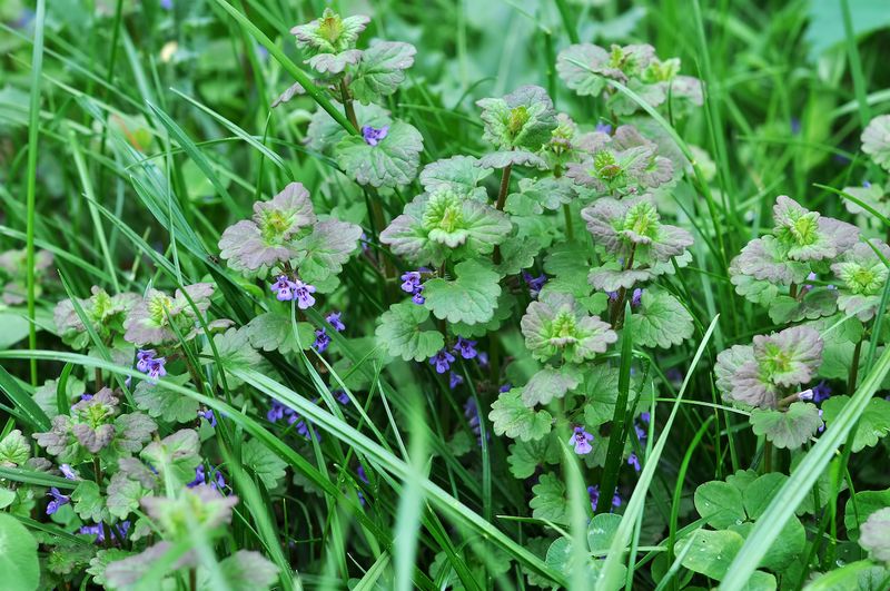 Avoid Letting It Flower And Seed