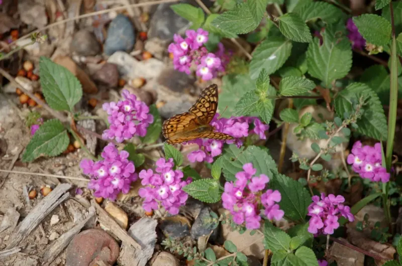 Light Pruning Encourages Fuller Growth And More Flowers