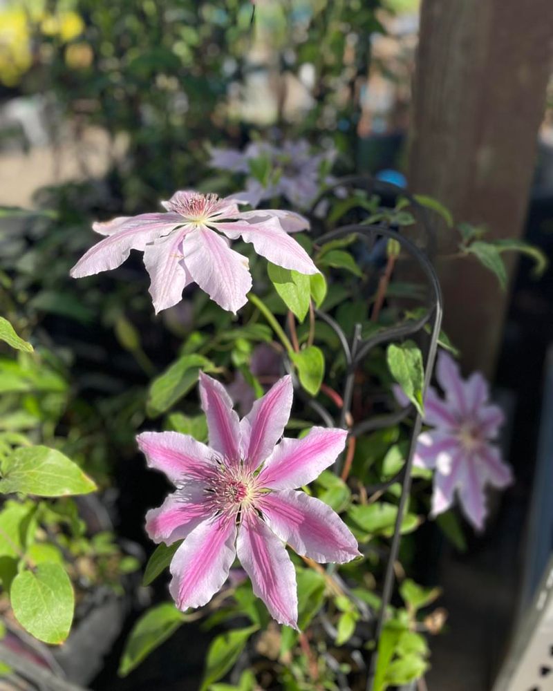 Well-Drained, Fertile Soil Is Key