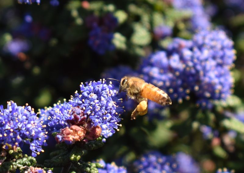 A Pollinator's Favorite Spot