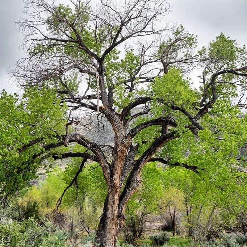 Tall Cottonwoods That Host High Nest Platforms