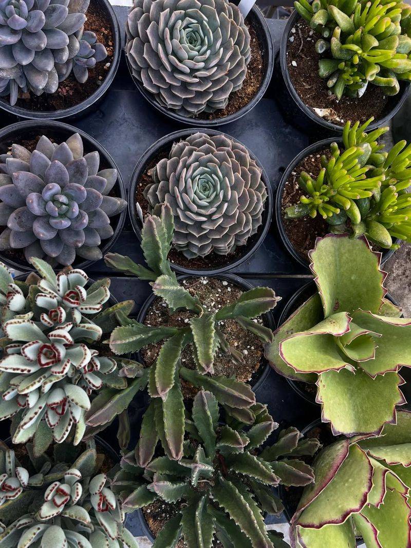 They Need Less Water