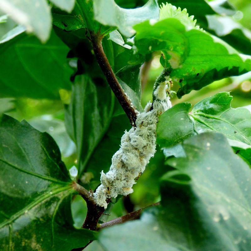 Pest Problems (Aphids, Spider Mites, Whiteflies)