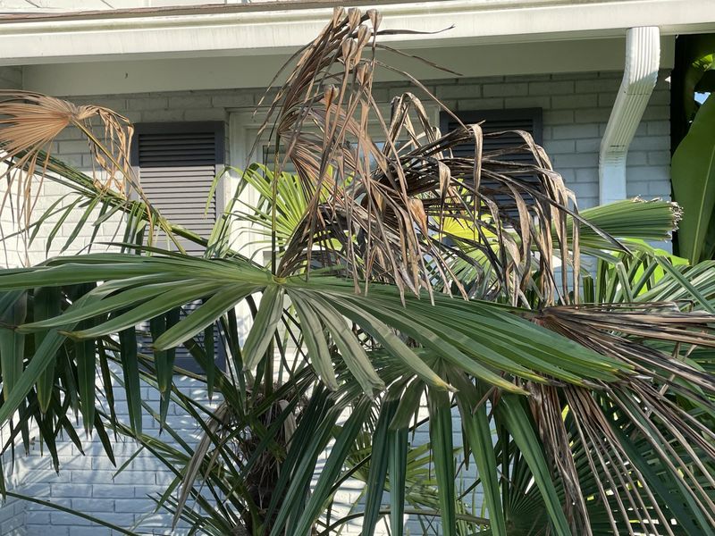 Wind Chill Effects On Exposed Palm Fronds
