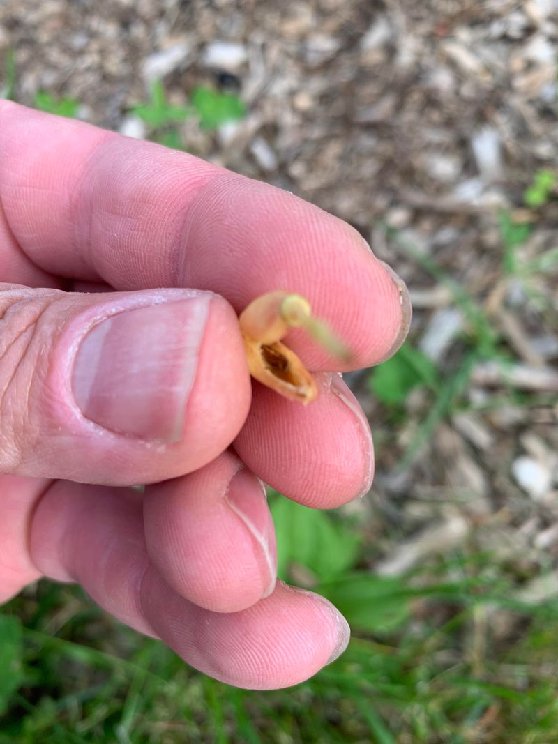 Heavy Spring Rain Washes Away Pollen