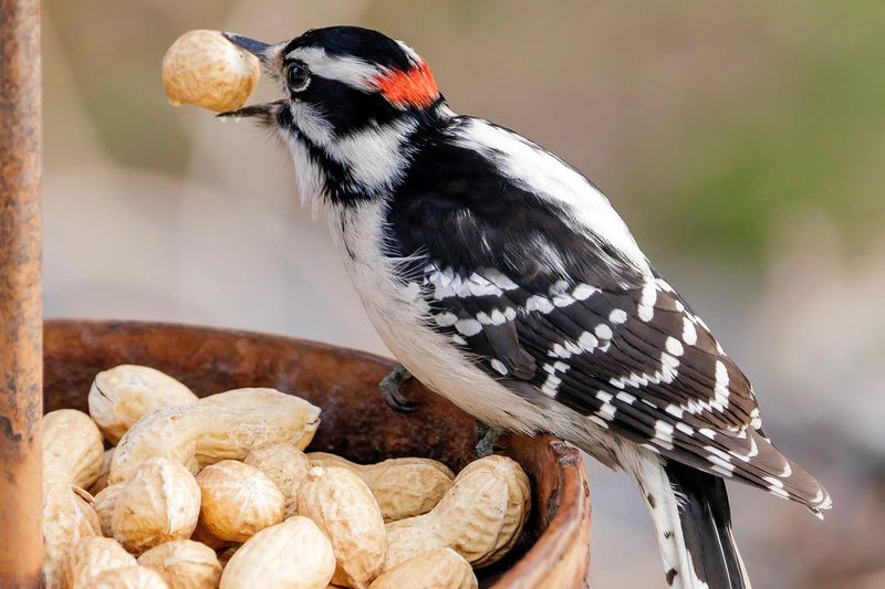 Peanuts (Unsalted, Shelled Or In Mesh Feeders)