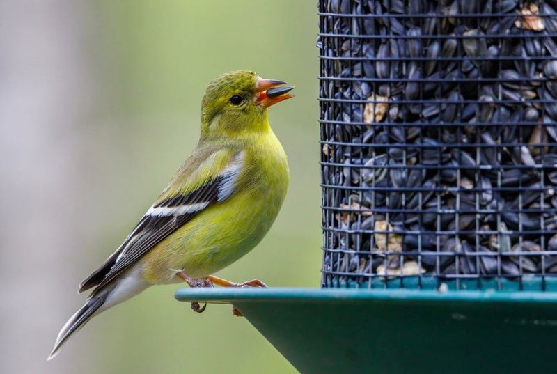 Black Oil Sunflower Seeds