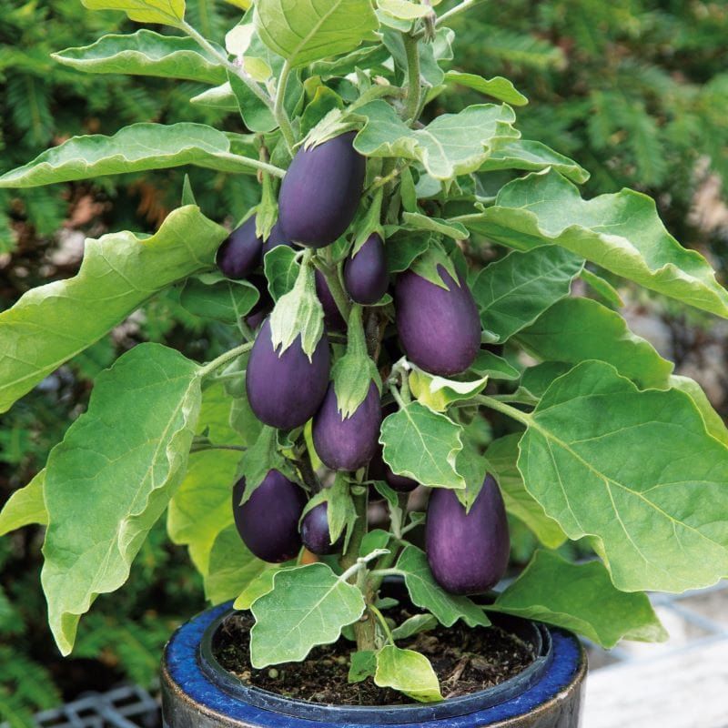 'Baby Jack' Eggplant