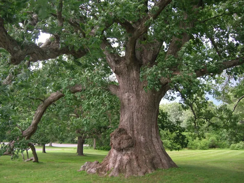 White Oak The Majestic And Long-Lived